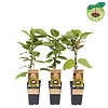Actinidia deliciosa 'Jenny' | Kiwiplant | 50 cm hoog | 15 cm pot