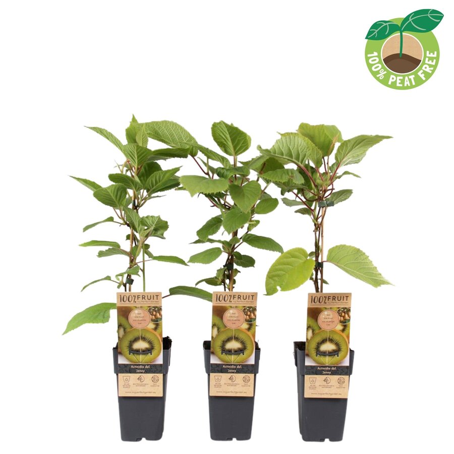 Actinidia deliciosa 'Jenny' (kiwiplant) | Zelfbestuivend | 50 cm hoog | In 15 cm pot