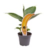 Musa Tropicana | 6 cm pot | 18 cm