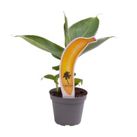 Musa Tropicana bananenplant | 6 cm pot | 18 cm hoog | terrariumplant, kamerplant en kuipplant