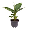 Musa acuminata 'Cheeka' | 6 cm pot | 18 cm hoog