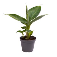 Musa acuminata 'Cheeka' | 6 cm pot | 18 cm hoog | compacte bananenplant