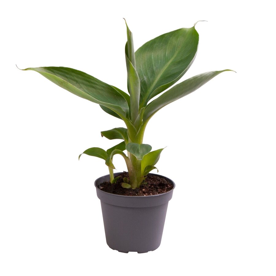 Musa acuminata 'Cheeka' | 6 cm pot | 18 cm hoog | compacte bananenplant