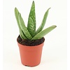 Aloe vera 5,5 cm pot | 10 cm hoog