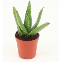 Aloe vera terrariumplant en kamerplant | 5,5 cm pot | 10 cm hoog
