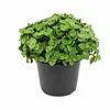 Callisia Turtle | Schildpadplant | 5,5 cm pot | 10 cm hoog