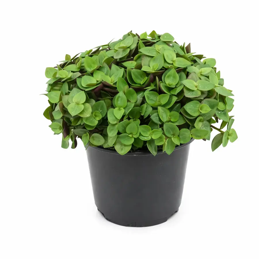Callisia Turtle | Schildpadplant | terrariumplant en kamerplant | 5,5 cm pot | 10 cm hoog