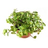Callisia repens 6 cm pot | 12 cm hoog