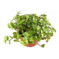 Callisia repens 6 cm pot | 12 cm hoog | kruipende terrariumplant en kamerplant
