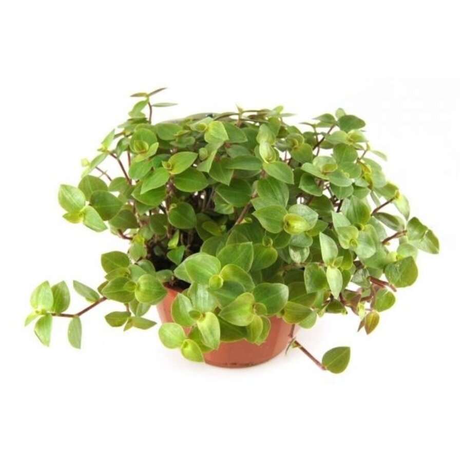 Callisia repens 6 cm pot | 12 cm hoog | kruipende terrariumplant en kamerplant