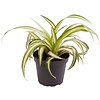 Chlorophytum comosum Variegatum | 6 cm pot | 12 cm hoog