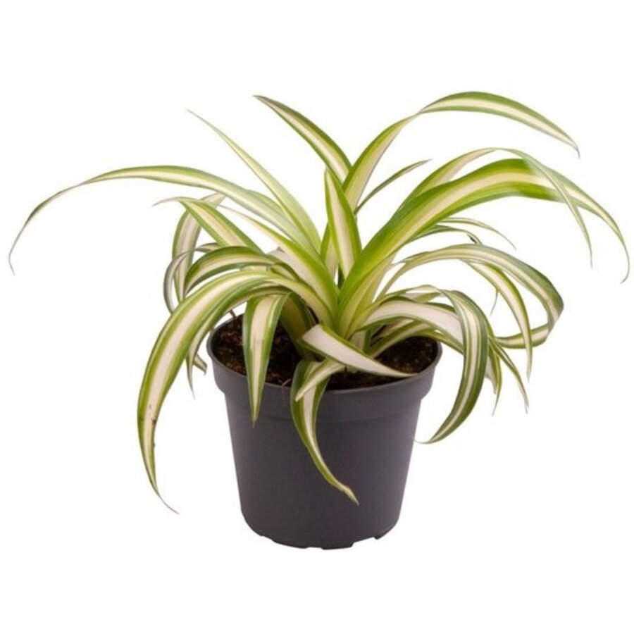 Chlorophytum comosum Variegatum graslelie | 6 cm pot | 12 cm hoog