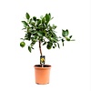 Citrus aurantiifolia | Limoenboom op stam | 75 cm hoog | 22 cm pot