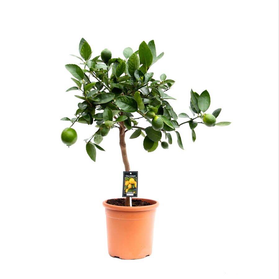 Citrus aurantiifolia Lime limoenboom op stam | 75 cm hoog | In 22 cm pot | Mediterrane citrusplant