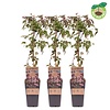 Clematis montana ‘Fragrant Spring’ | 60 cm hoog | 15 cm pot