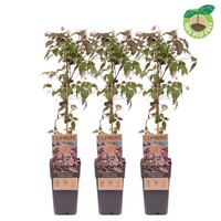 Clematis montana ‘Fragrant Spring’ | Bosrank | 60 cm hoog | In 15 cm pot | Geurende klimplant