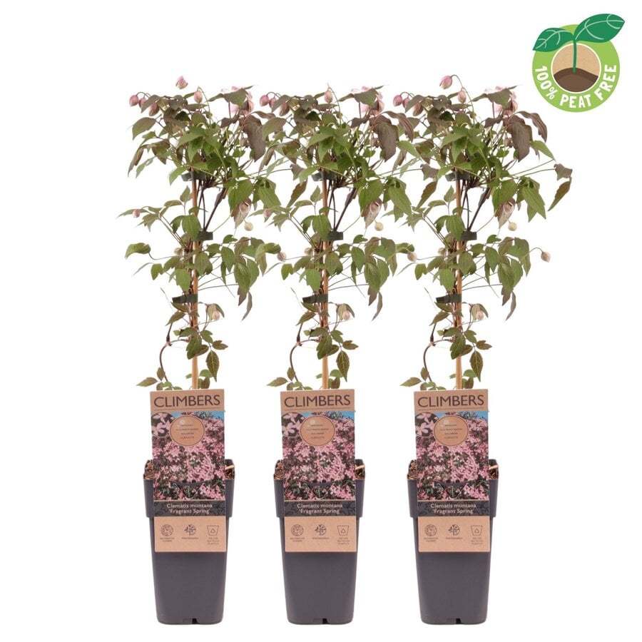 Clematis montana ‘Fragrant Spring’ | Bosrank | 60 cm hoog | In 15 cm pot | Geurende klimplant