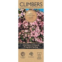 Clematis montana ‘Fragrant Spring’ | Bosrank | 60 cm hoog | In 15 cm pot | Geurende klimplant