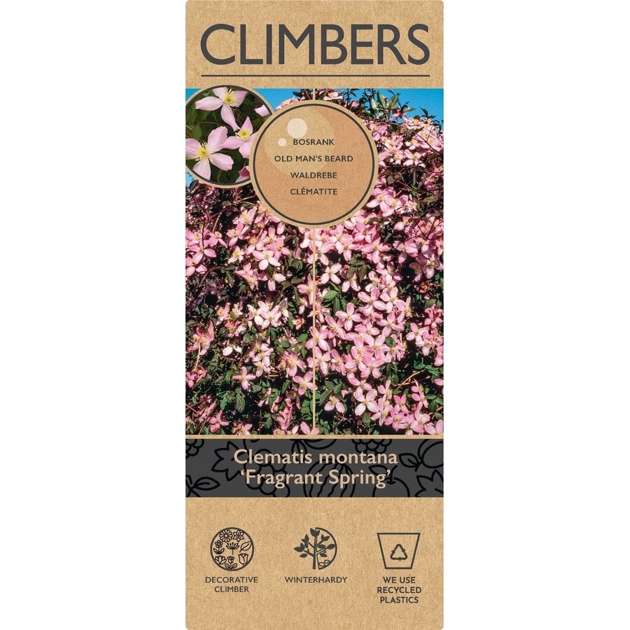 Clematis montana ‘Fragrant Spring’ | Bosrank | 60 cm hoog | In 15 cm pot | Geurende klimplant