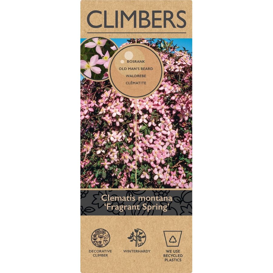 Clematis montana ‘Fragrant Spring’ | Bosrank | 60 cm hoog | In 15 cm pot | Geurende klimplant