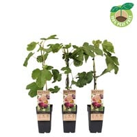 Ficus carica ‘Rouge de Bordeaux’ vijgenboom | 50 cm hoog | In 15 cm pot | Sterke fruitplant voor tuin, balkon en terras