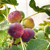 Ficus carica ‘Rouge de Bordeaux’ vijgenboom | 50 cm hoog | In 15 cm pot | Sterke fruitplant voor tuin, balkon en terras