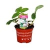 Fragaria x ananassa 'Pineberry' | Ananas Aardbei | 15 cm hoog | 9 cm pot