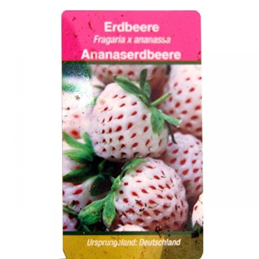 Fragaria x ananassa 'Pineberry' | Ananas Aardbei | 15 cm hoog | In 9 cm pot | Witte aardbei met tropische smaak
