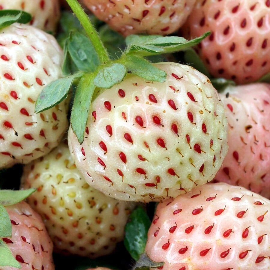 Fragaria x ananassa 'Pineberry' | Ananas Aardbei | 15 cm hoog | In 9 cm pot | Witte aardbei met tropische smaak