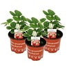 Klimaardbei | Fragaria x ananassa | 14 cm hoog | 9 cm pot
