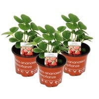 Klimaardbei (Fragaria x ananassa) | 14 cm hoog | In 9 cm pot | Klimmende aardbei voor tuin, balkon en terras
