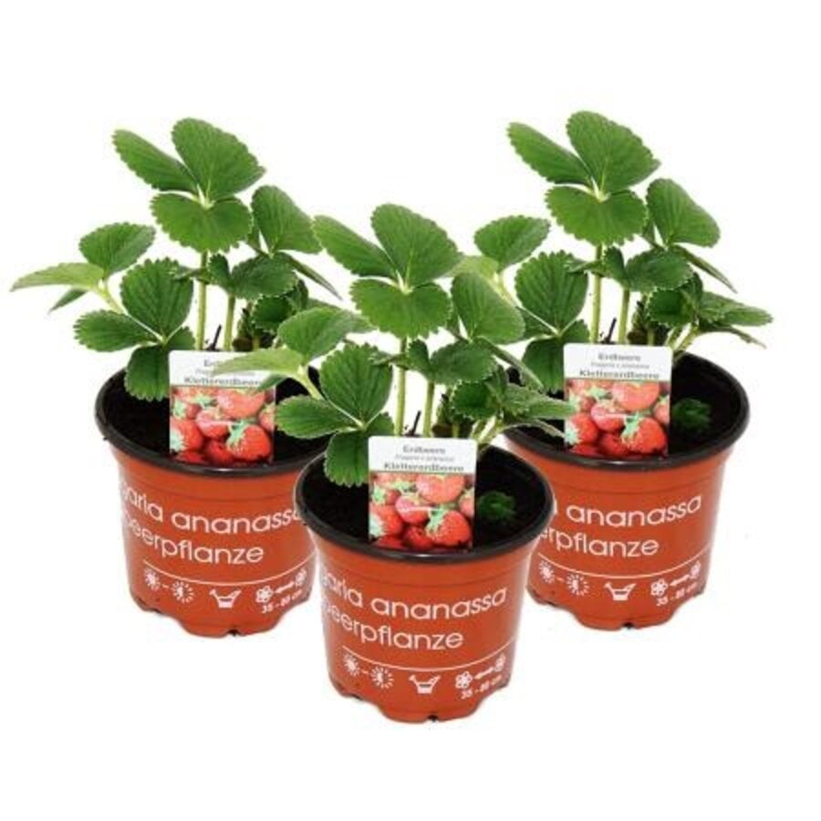 Klimaardbei (Fragaria x ananassa) | 14 cm hoog | In 9 cm pot | Klimmende aardbei voor tuin, balkon en terras