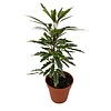 Dizygotheca elegantissima 'Bianca' | 5,5 cm pot | 15 cm hoog