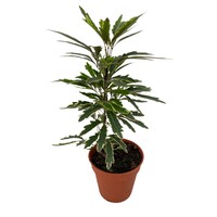 Dizygotheca elegantissima 'Bianca' | valse aralia terrariumplant | 5,5 cm pot | 15 cm hoog