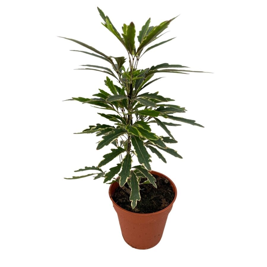 Dizygotheca elegantissima 'Bianca' | valse aralia terrariumplant | 5,5 cm pot | 15 cm hoog