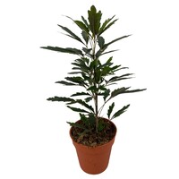 Dizygotheca elegantissima 'Castor' | valse aralia terrariumplant | 9 cm pot | 25 cm hoog
