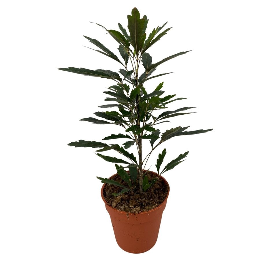 Dizygotheca elegantissima 'Castor' | valse aralia terrariumplant | 9 cm pot | 25 cm hoog