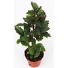 Dizygotheca elegantissima Gemini | 5,5 cm pot | 20 cm hoog
