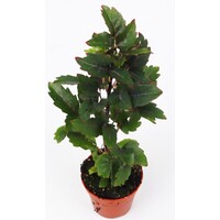 Dizygotheca elegantissima Gemini | Valse aralia terrarium en kamerplant | 5,5 cm pot | 20 cm hoog