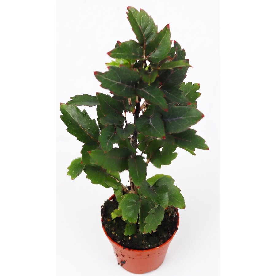 Dizygotheca elegantissima Gemini | Valse aralia terrarium en kamerplant | 5,5 cm pot | 20 cm hoog