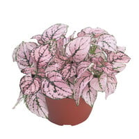 Hypoestes phyllostachya Confetti Compact Rose | roze stippenplant | 6 cm pot | 12 cm hoog | terrarium en kamerplant