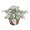 Hypoestes Confetti Compact White | 6 cm pot | 12 cm hoog