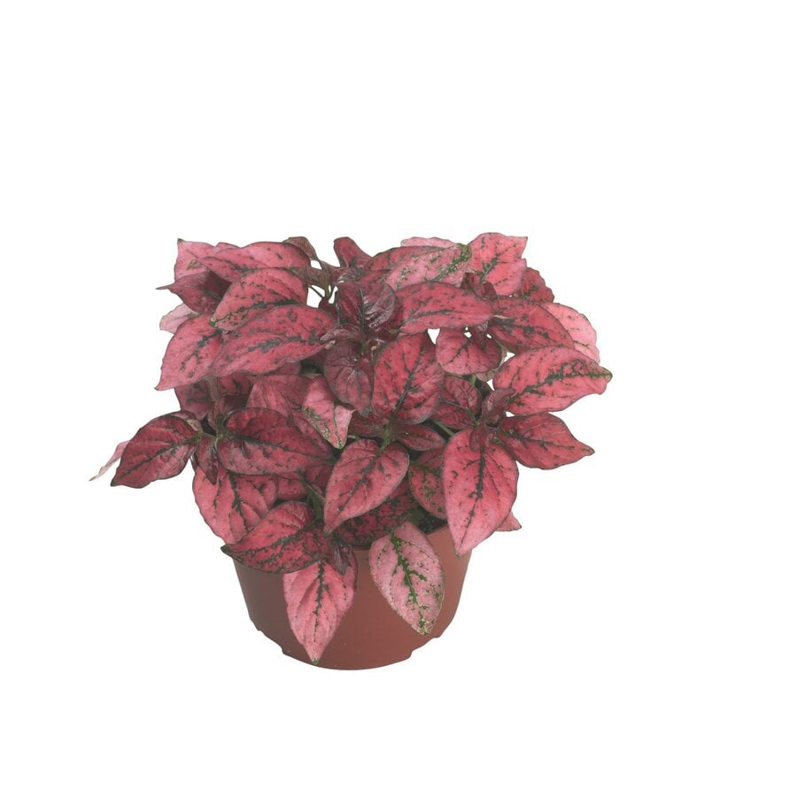 Hypoestes phyllostachya 'Confetti Compact Red' | rode polkadotplant | pot 6 cm | 12 cm hoog | terrariumplant en kamerplant
