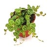 Peperomia String Of Turtles | 5,5 cm pot | 9 cm hoog