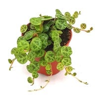 Peperomia String Of Turtles terrariumplant | 5,5 cm pot | 9 cm hoog