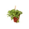 Pilea depressa | 6 cm pot | 12 cm hoog