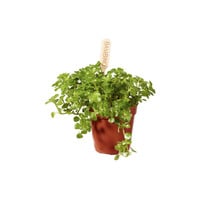 Pilea depressa terrariumplant | 6 cm pot | 12 cm hoog