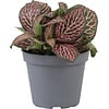 Fittonia verschaffeltii Mini Roze | 5,5 cm pot | 10 cm hoog