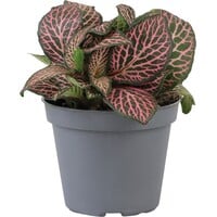 Fittonia verschaffeltii Mini Roze | compacte roze mozaïekplant | terrariumplant en kamerplant | 5,5 cm pot | 10 cm hoog