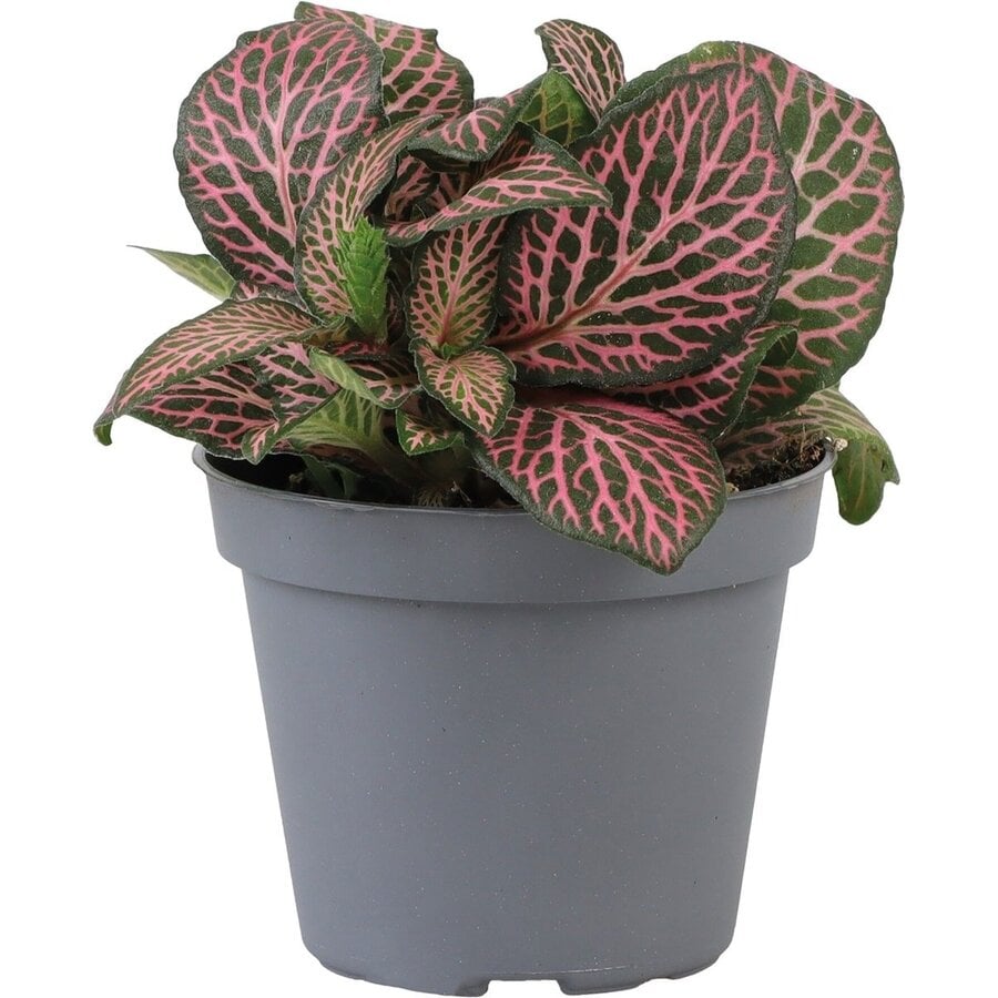 Fittonia verschaffeltii Mini Roze | compacte roze mozaïekplant | terrariumplant en kamerplant | 5,5 cm pot | 10 cm hoog